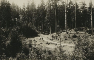 Okolice_Podbrodzia-las-przed1939.jpg