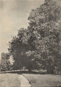 Zulow-fragment_parku-1937.jpg