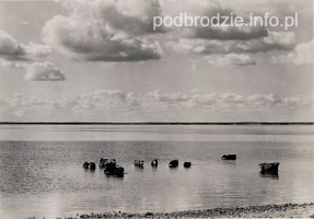 Jezioro_Narocz-krowy-przed1939.jpg